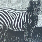 zebra 30x18 incisione